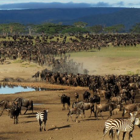 Tarangire Serian Camp | Luxury Safari Camp in Tarangire National Park