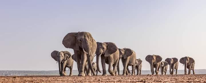 Great wildbeest migration