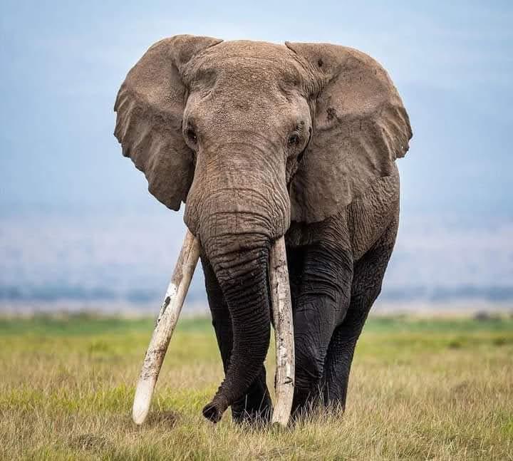 Signature Serengeti Luxury Tented Safari Camp Complete Guide