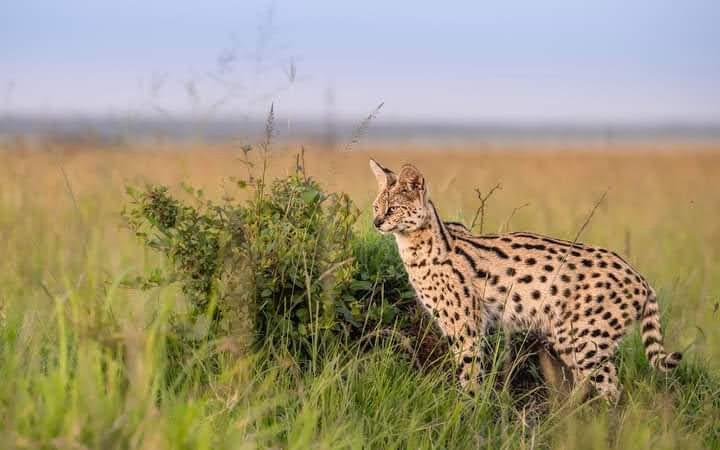 Great wildbeest migration
