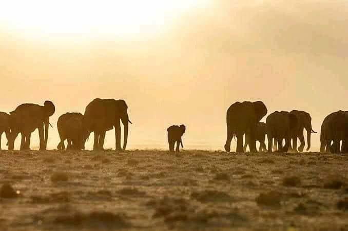 Scenic views of Mount Kilimanjaro and