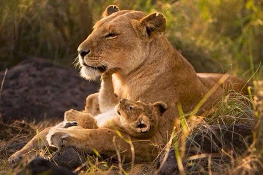 Mkomazi National Park