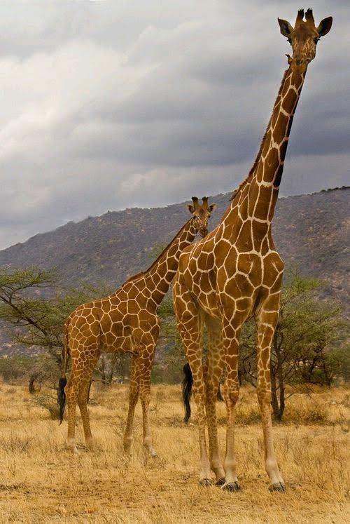 Amboseli Elephant Experience