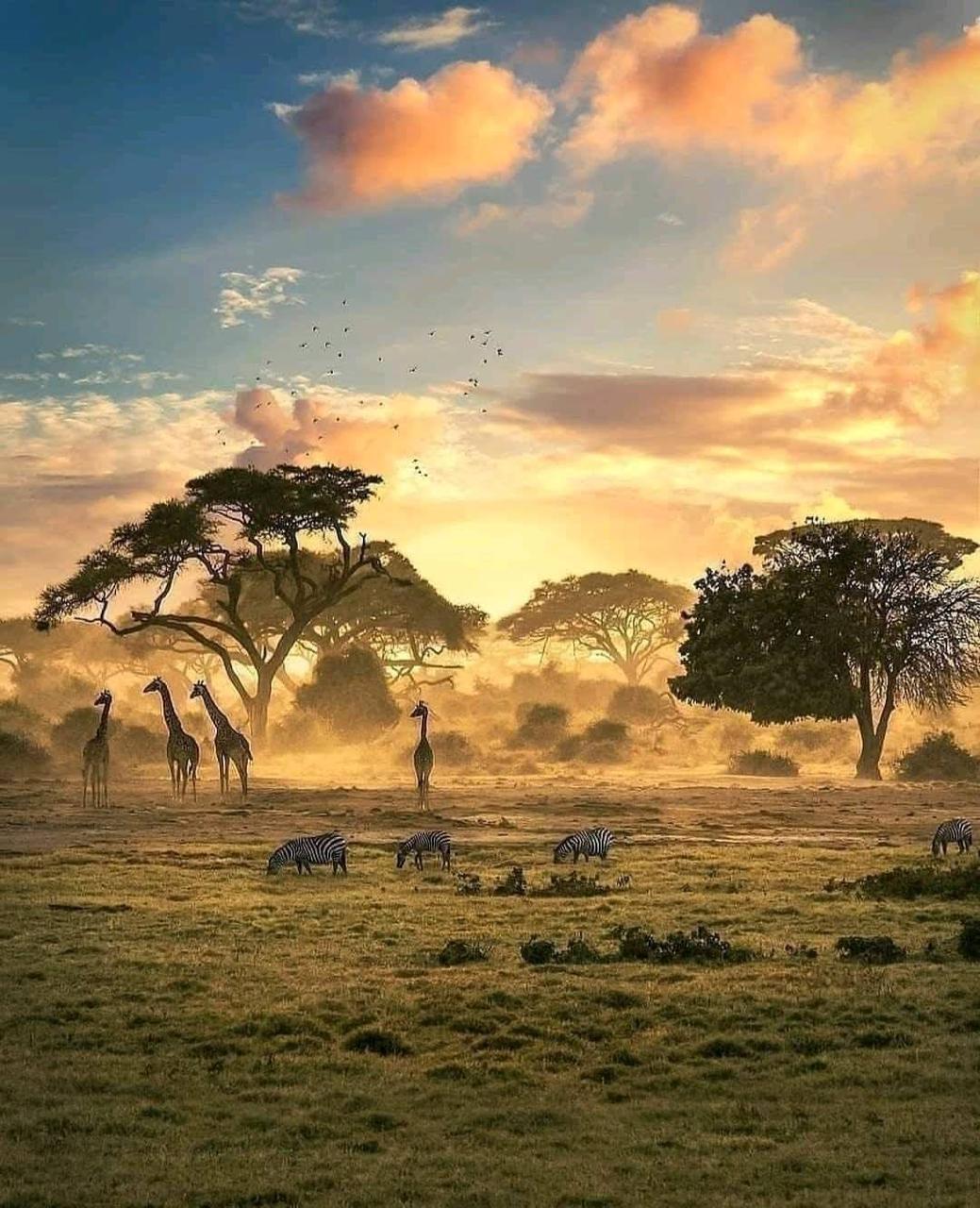 Amboseli Elephant Experience