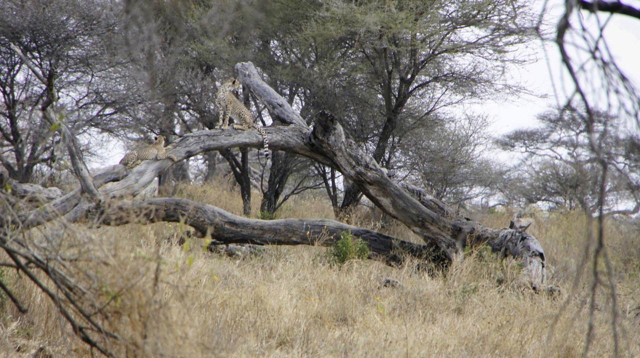 Great Migration viewing (seasonal)