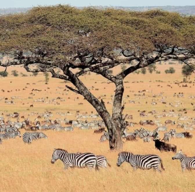 Explore authentic Tanzanian art and handicrafts