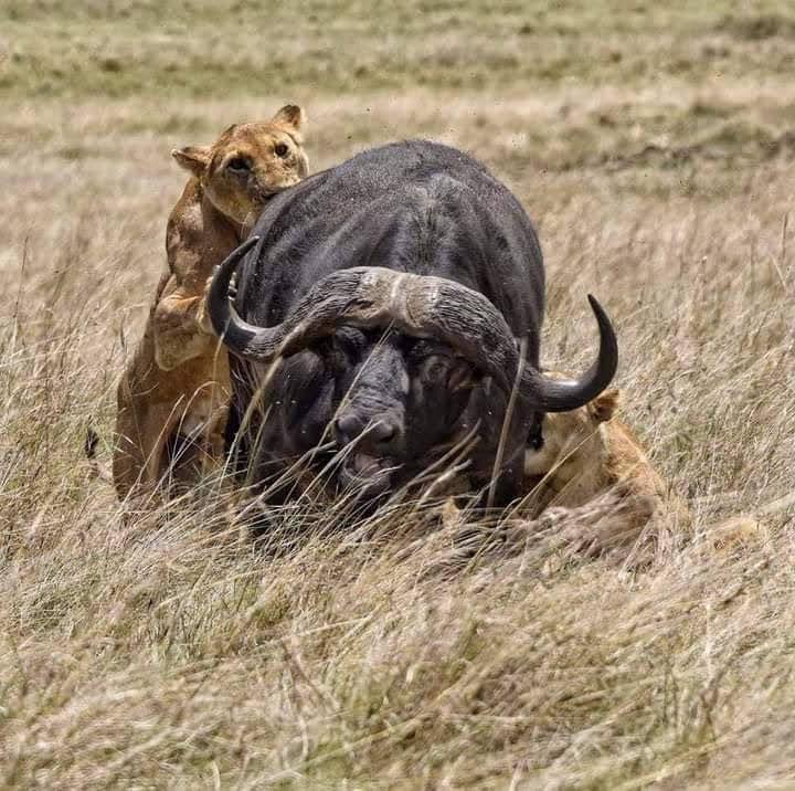 Elephant Viewing in Amboseli