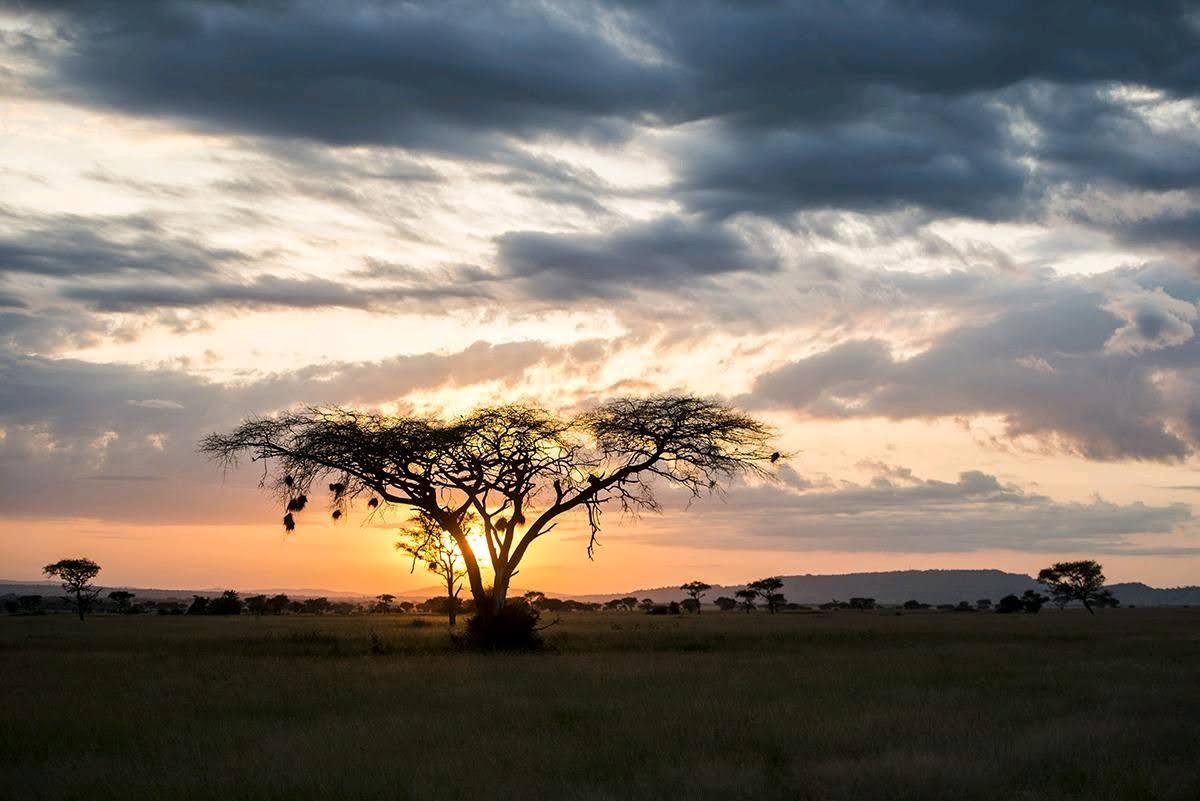How to Plan a Wildlife Safari in Tanzania